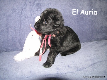 El Auria, zwarte opdhpup, 3 weken jong